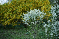 花だより～散歩途中にて：春～