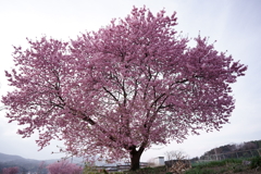 花だより～散歩途中にて：春～