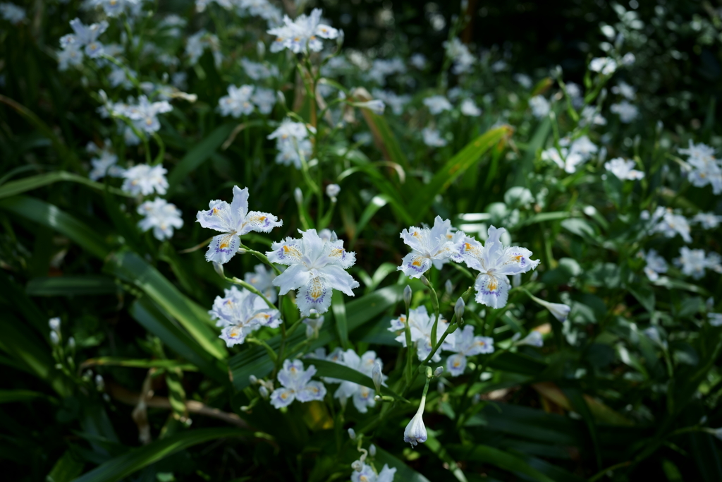 鎌倉散策：花編～春を感じて～