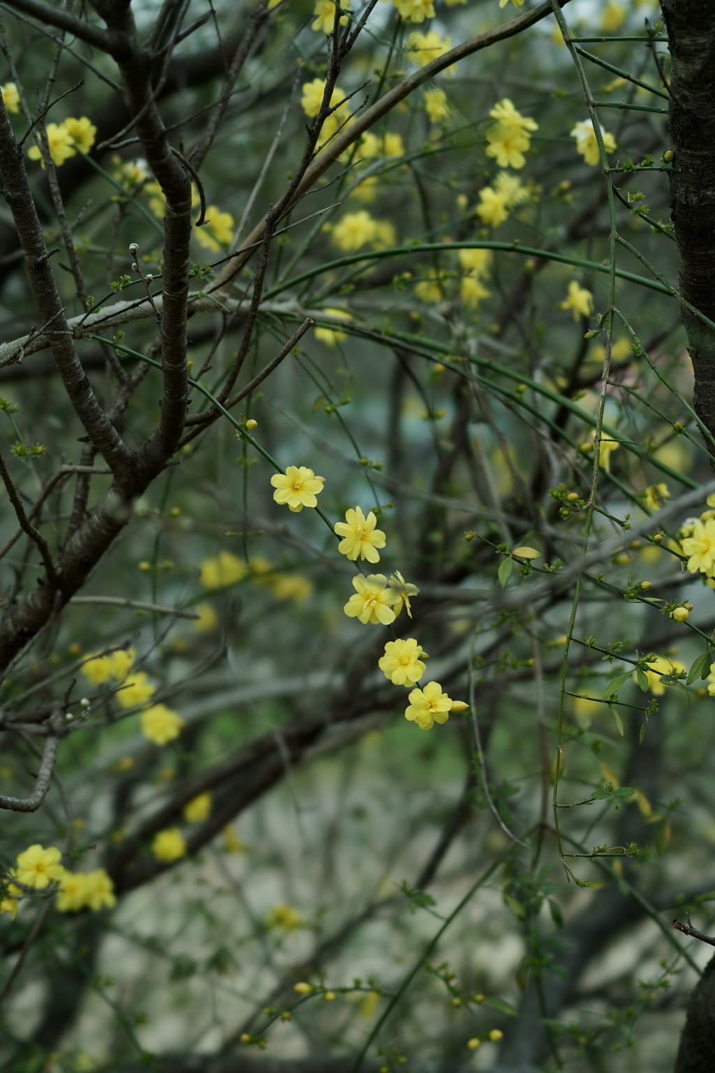 花だより～散歩途中にて：春～