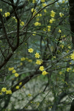 花だより～散歩途中にて：春～