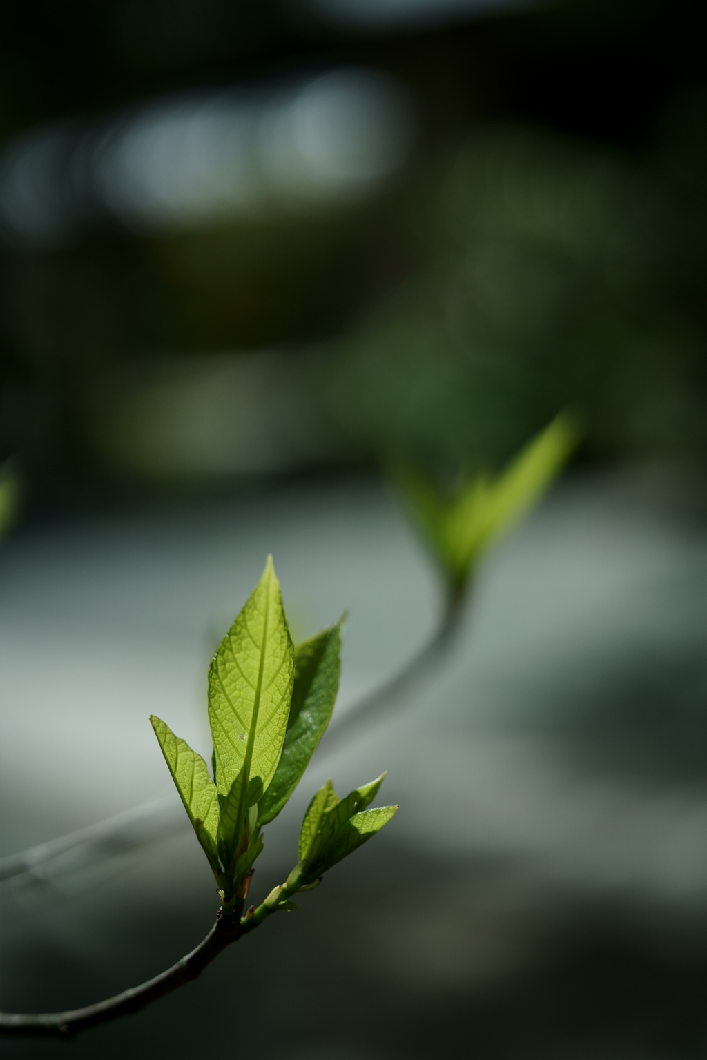 鎌倉散策：花編～春を感じて～