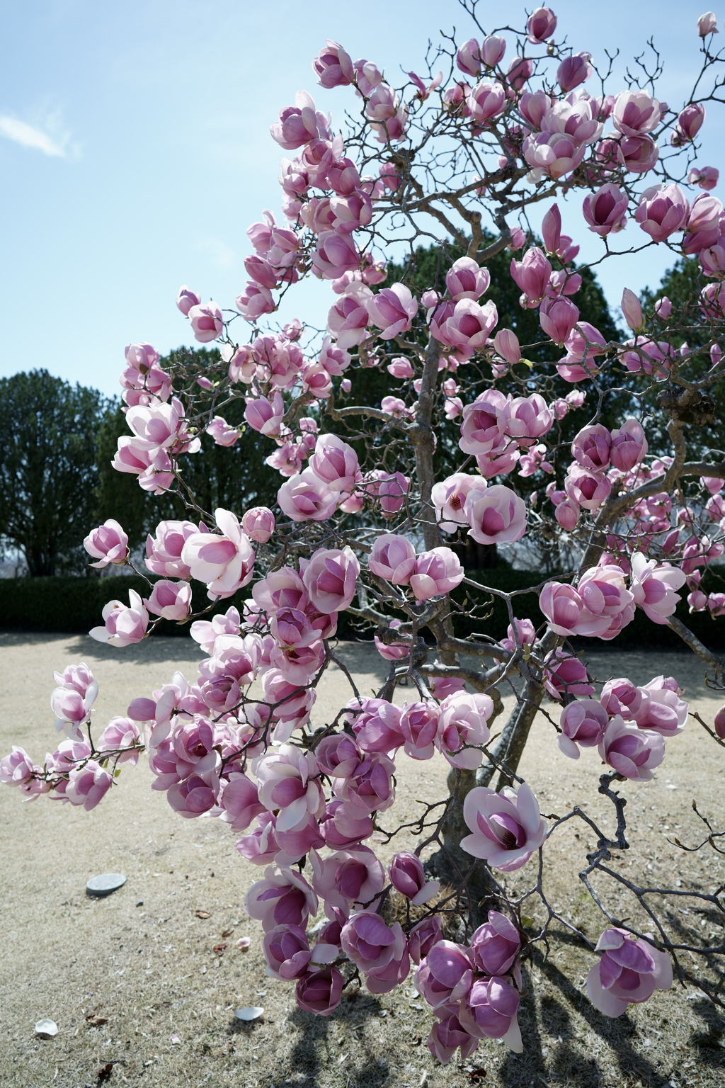 花だより～2021．春～