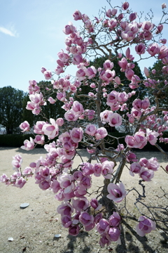 花だより～2021．春～