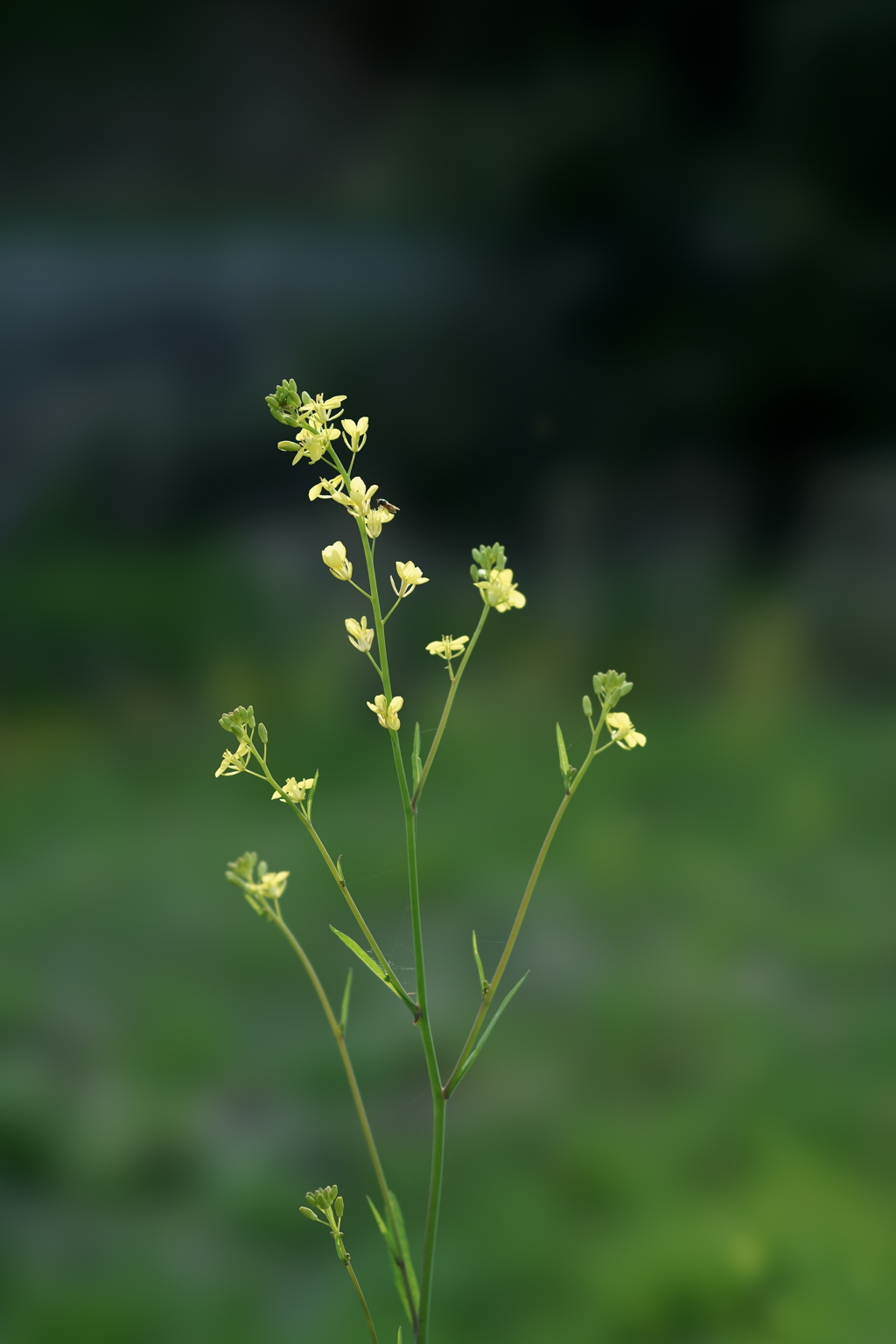 花だより～散歩途中にて：春～