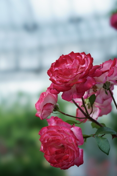 花だより～小田原フラワーガーデンにて～