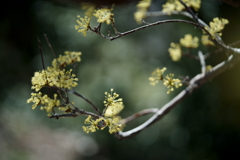 花だより～2021.春～