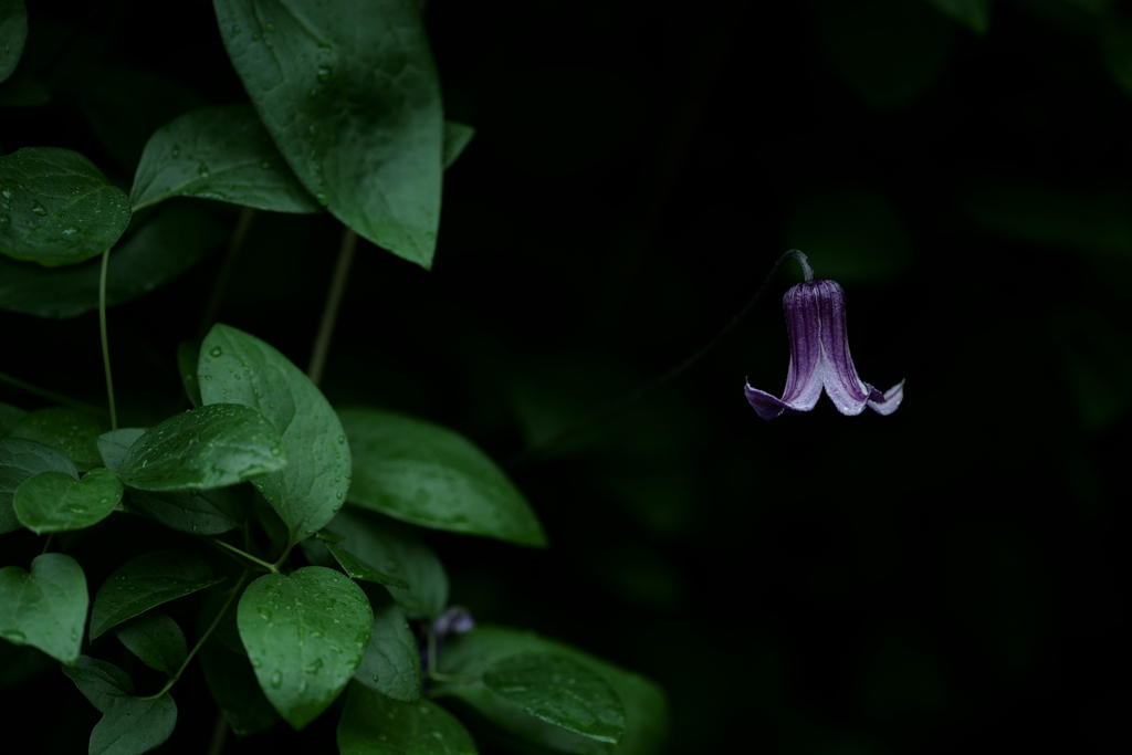 花だより～横浜イングリッシュガーデンにて～