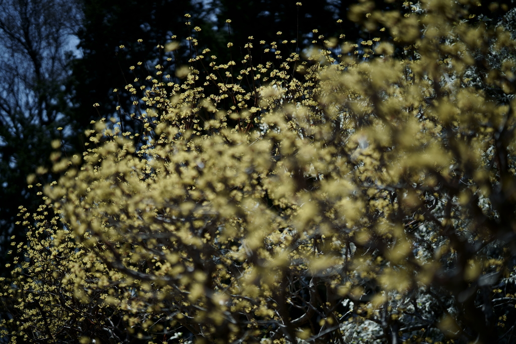 花だより～2021.春～