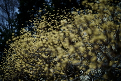 花だより～2021.春～