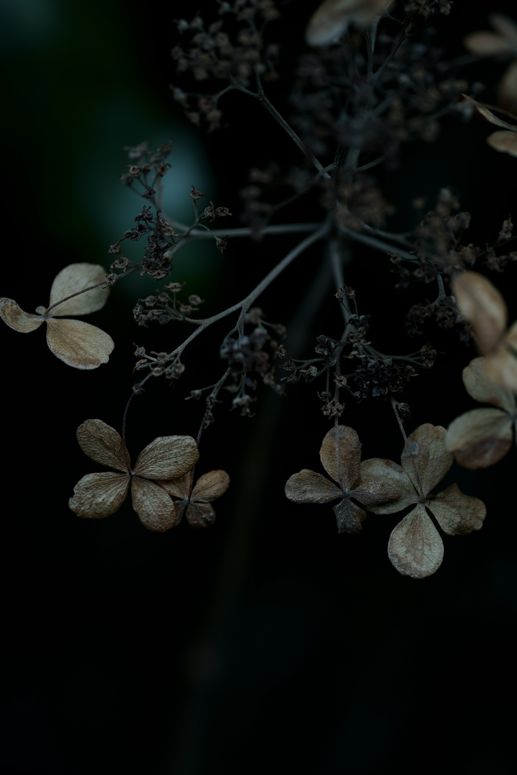 散歩途中にて～朽ちていく者たちへ～