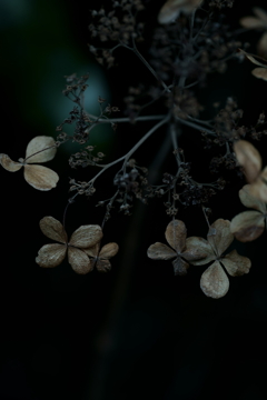 散歩途中にて~朽ちていく者たちへ~