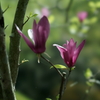 鎌倉散策：花編～春を感じて～