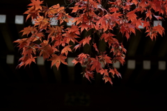 鎌倉散策にて～晩秋～