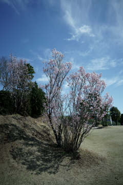花だより～2021．春～