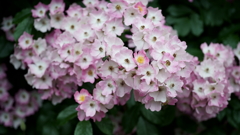 花だより～横浜イングリッシュガーデンにて～