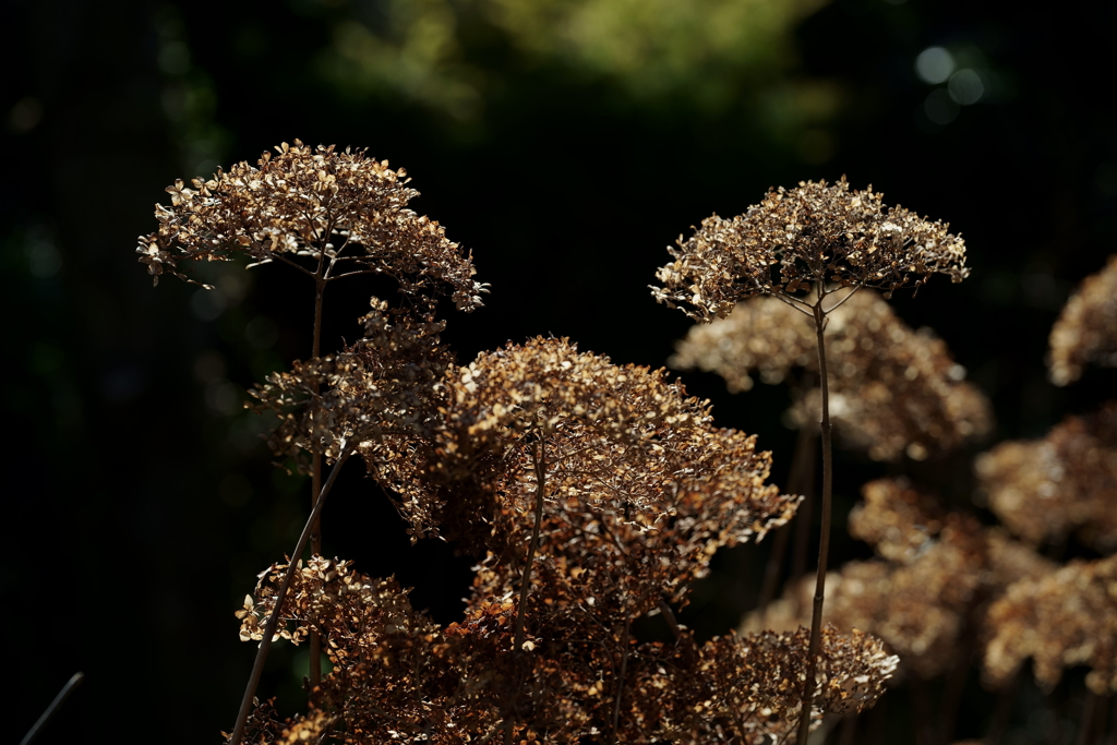 散歩途中にて～朽ちていく者たちへ～