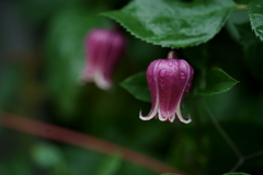 花だより~横浜イングリッシュガーデンにて~