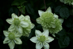 花だより~横浜イングリッシュガーデンにて~