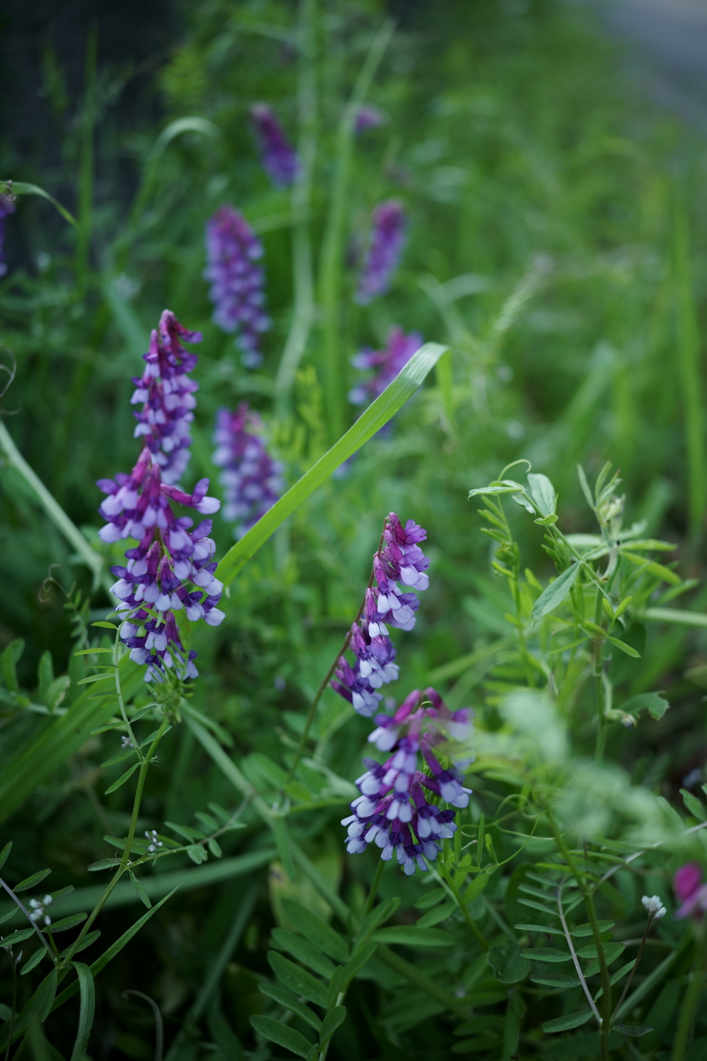 花だより～散歩途中にて～