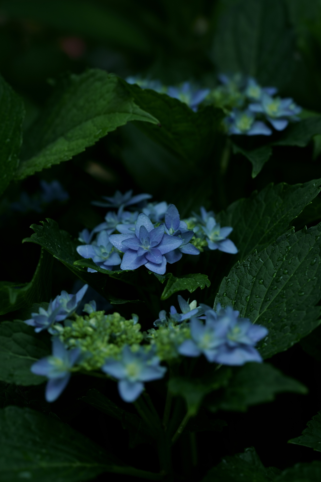 花だより～横浜イングリッシュガーデンにて～