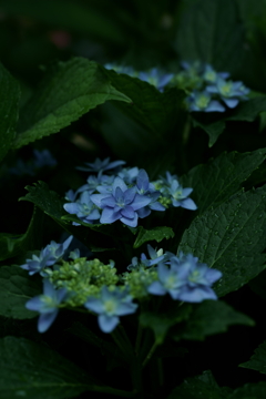 花だより~横浜イングリッシュガーデンにて~