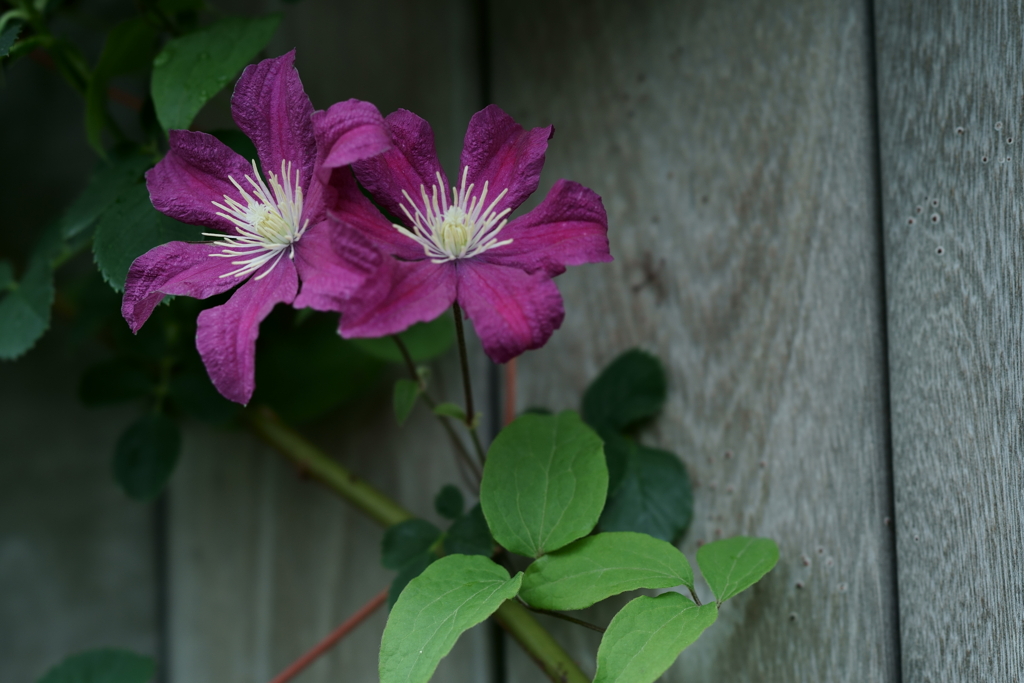 花だより～横浜イングリッシュガーデンにて～