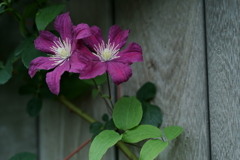 花だより~横浜イングリッシュガーデンにて~