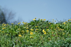 花だより~散歩途中にて:春~