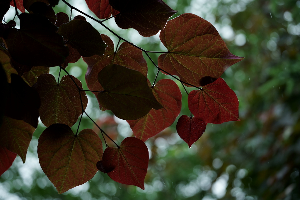 花だより～横浜イングリッシュガーデンにて～