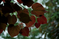 花だより~横浜イングリッシュガーデンにて~