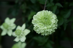 花だより~横浜イングリッシュガーデンにて~