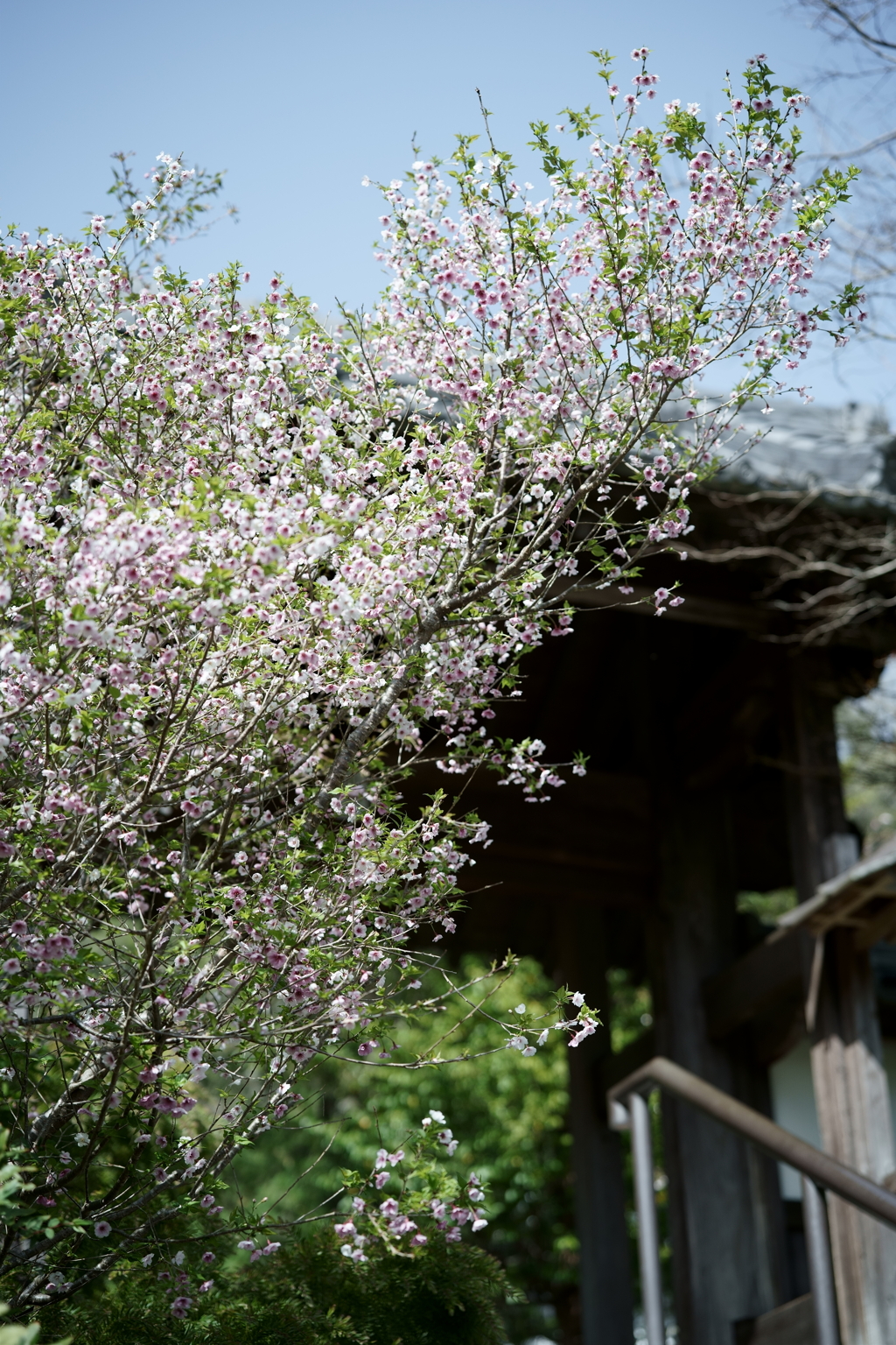 鎌倉散策：花編～春を感じて～