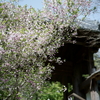 鎌倉散策：花編～春を感じて～