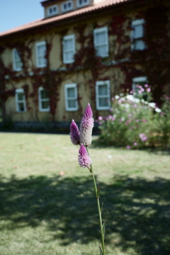 花だより～花菜ガーデンにて～