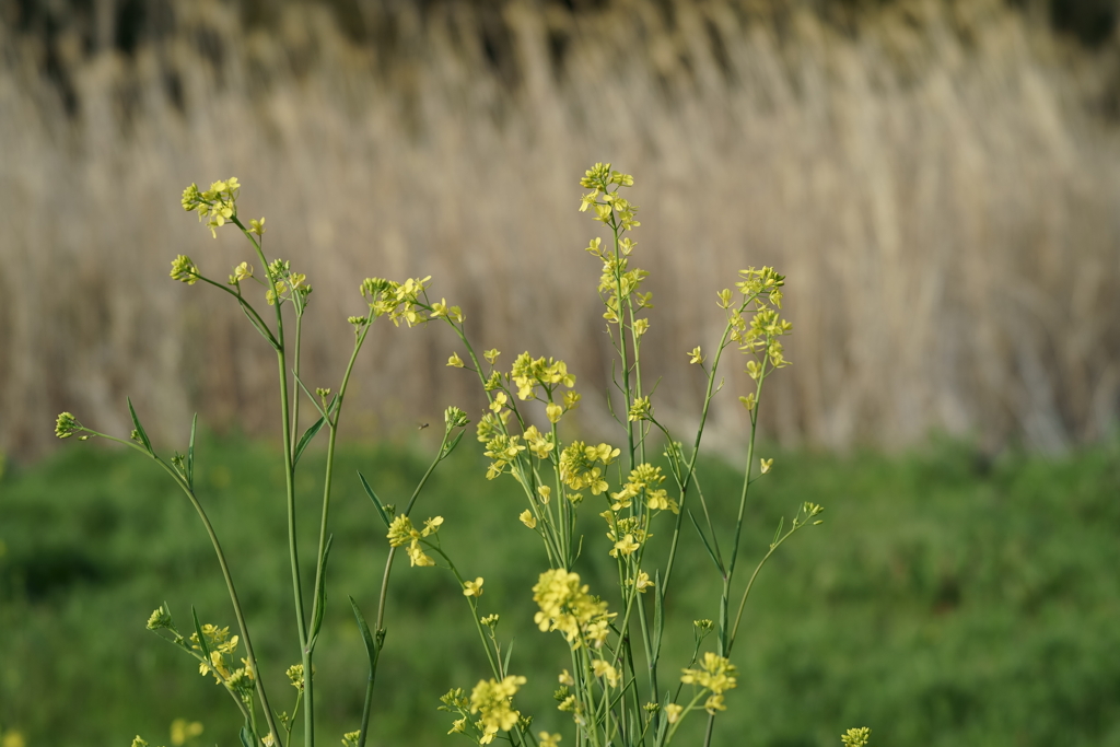 花だより～散歩途中にて～