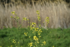 花だより~散歩途中にて~