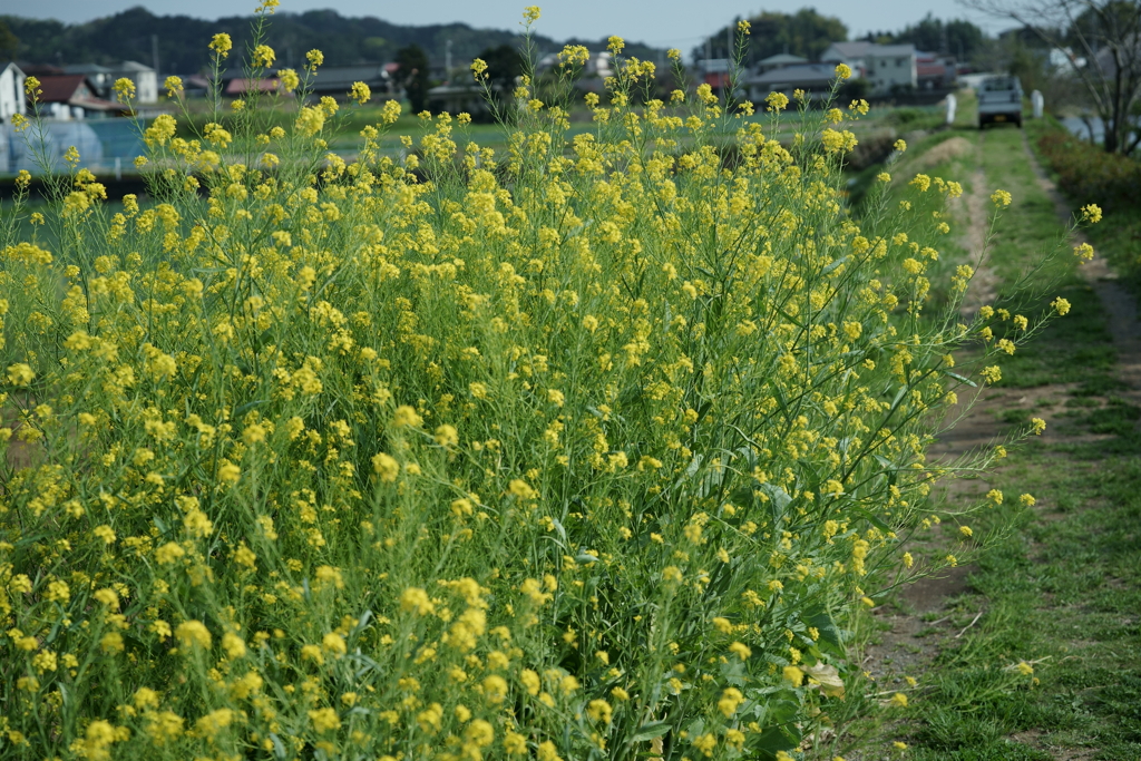 花だより～散歩途中にて：春～