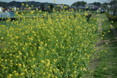 花だより～散歩途中にて：春～