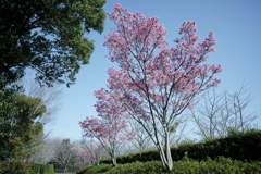 花だより～散歩途中にて：春～