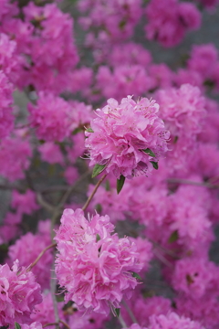 花だより~散歩途中にて:春~