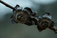 散歩途中にて~朽ちていく者たちへ~