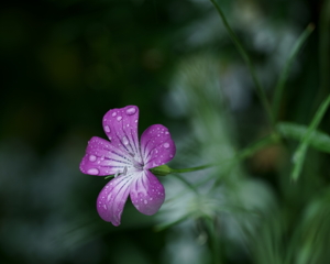 花だより~横浜イングリッシュガーデンにて~
