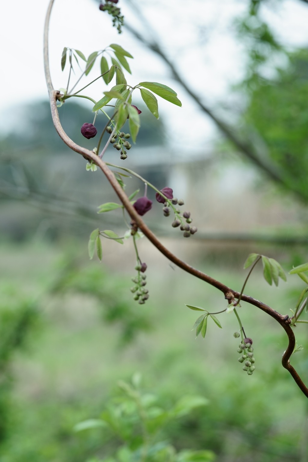 花だより～散歩途中にて：春～