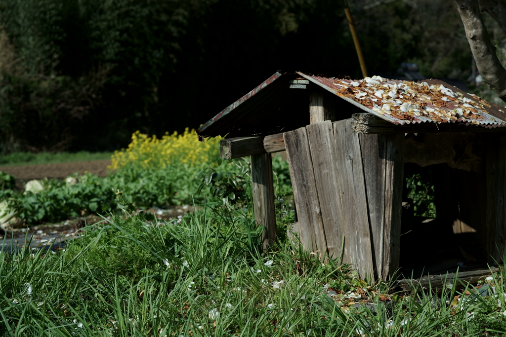 散歩途中にて～朽ちていく者たちへ～