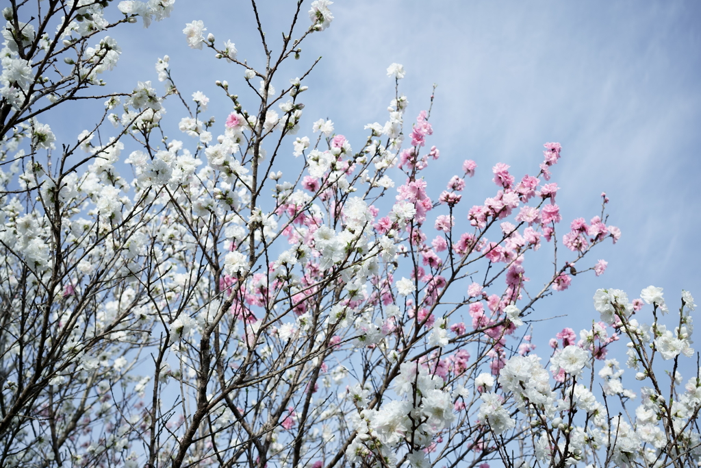 花だより～散歩途中にて～