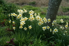 花だより～散歩途中にて：春～