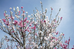 花だより～散歩途中にて～