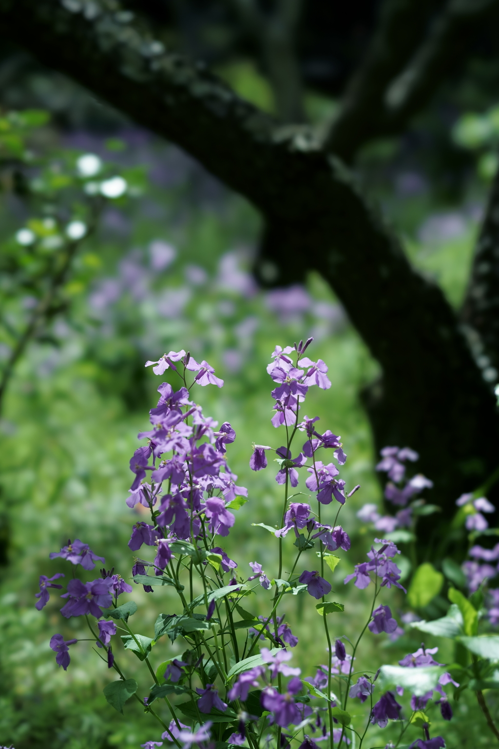 鎌倉散策：花編～春を感じて～