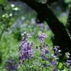 鎌倉散策：花編～春を感じて～